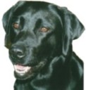 Reinrassige Labrador-Welpen vom Labradorz&uuml;chter im LCDm LCD