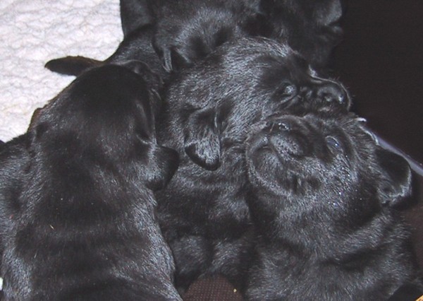 Labrador-Welpen aus einer kleinen Labrador-Retriever-Zucht.