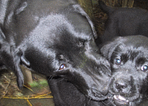 Labrador-Welpen-Zucht