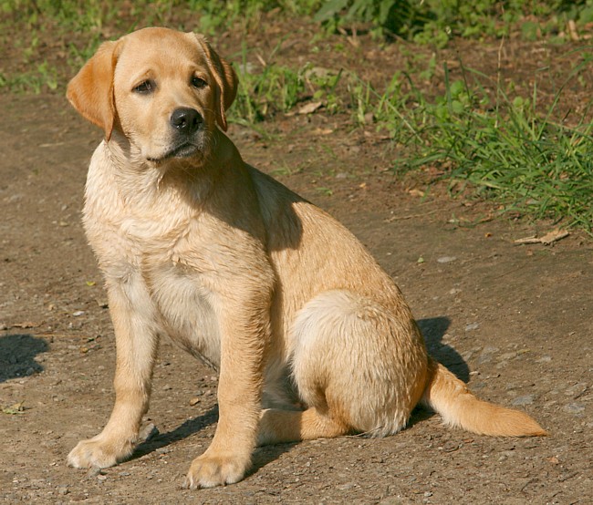 Labrador-Retriever Kleo mit 4 Monaten.