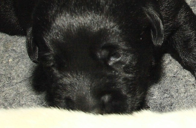 Labrador-Welpen aus dem G-Wurf vom alten Steinhaus, 2 Wochen alt