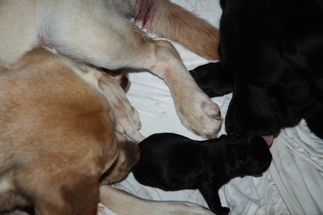 Labrador-Welpen-Geburt: Pflege im "Rudel".