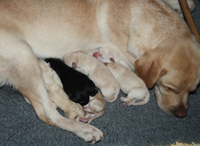 Labrador-Welpen-Geburt: Ausruhen.