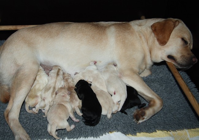 Labrador-Welpen-Geburt: Es ist geschafft!