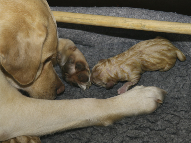 Labrador-Welpe kurz nach der Geburt.