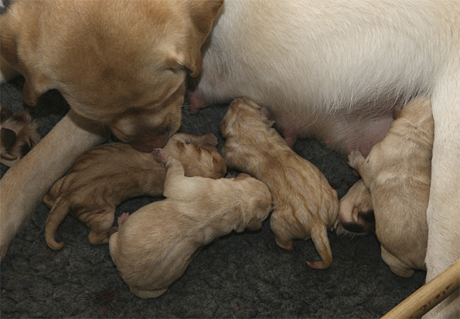 Labrador-Welpen zum Zeitpunkt der Geburt.