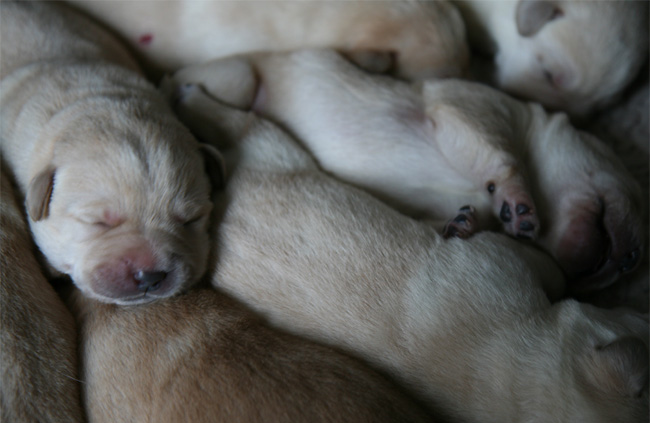 Labrador-Welpen 6 Tage alt.