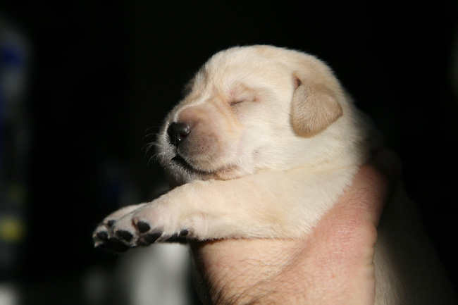 Labrador-Welpe Hedda vom alten Steinhaus, 11 Tage alt