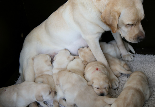 Labrador Welpen 2 Wochen alt.
