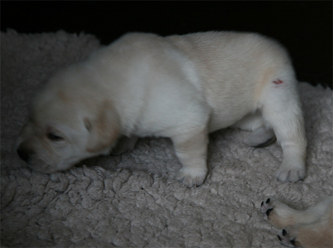 Labrador Welpen 2 Wochen alt.