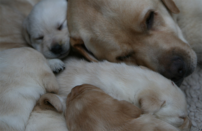 Labrador Welpen 3 Wochen alt.
