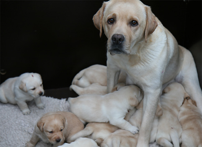 Labrador Welpen 3 Wochen alt.