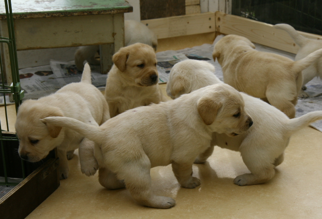Labrador Welpen 4 Wochen alt.