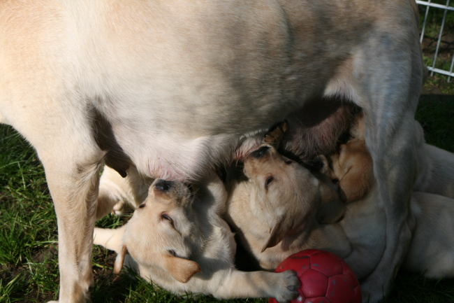 Labrador Welpen 5 Wochen alt.