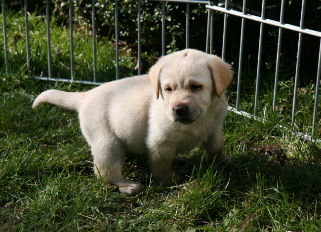 Labrador Welpen 5 Wochen alt.