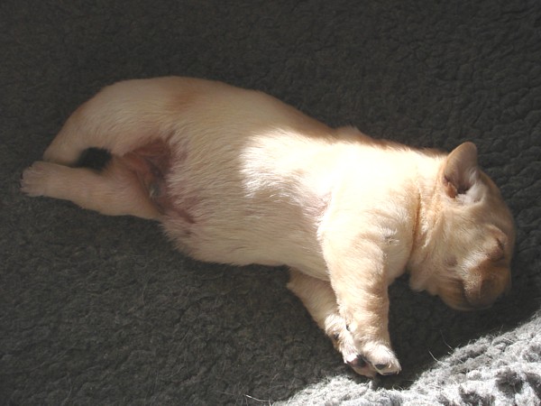 Albas-Labrador-Zucht: Labrador-Welpe Frodo ist 1 Woche alt.
