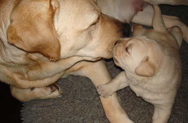 Labrador-Welpen-Zucht: Frodo ist 2 Wochen alt.