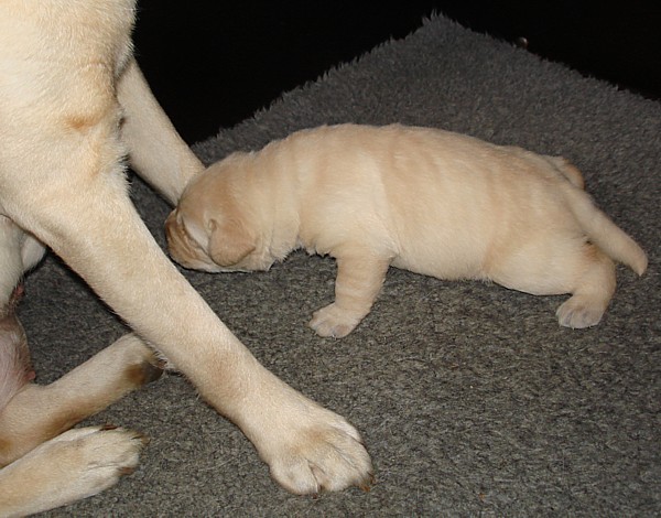 Labrador-Welpen-Zucht: Gehversuch mit 2 Wochen!