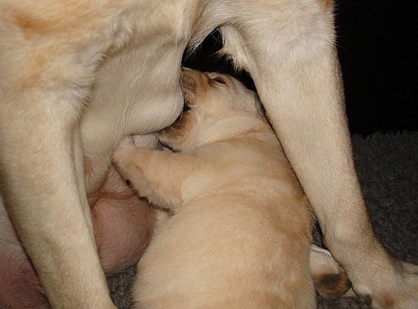 Labrador-Welpen-Zucht: Die Augen leicht geöffnet.