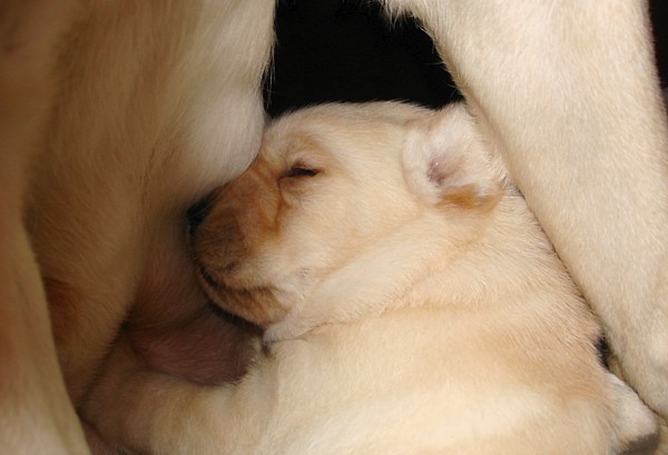 Labrador-Welpen-Zucht: Frodo mit 2 Wochen.