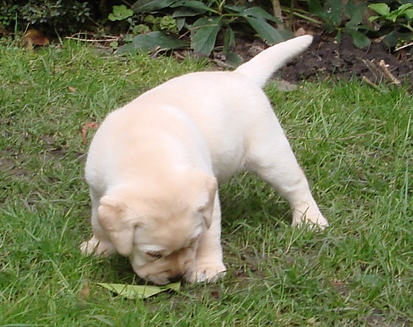Labrador-Welpen-Zucht: Frodo mit 4 Wochen im Garten.