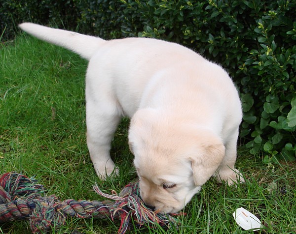 Labrador-Welpen-Zucht: Frodo mit 4 Wochen im Garten.