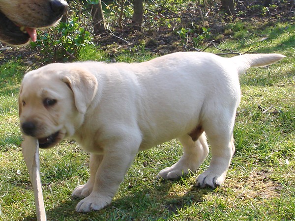 Albas Labrador-Welpen-Zucht: Labrador-Retriever Frodo mit 6 Wochen.