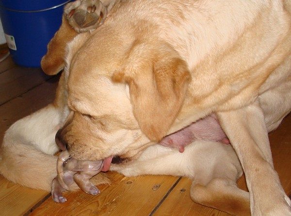 Labrador-Welpen-Geburt: Mittendrin.