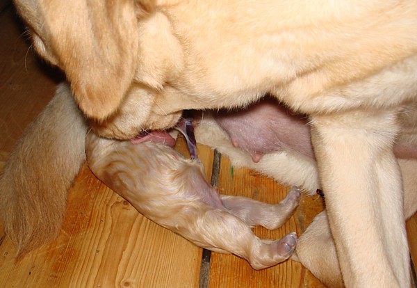 Geburt eines Welpen in Albas-Labrador-Zucht: Labrador-Welpe Frodo vom alten Steinhaus während der Geburt.