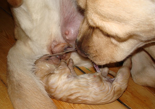 Labrador-Welpen-Geburt: Der Welpe ist da!
