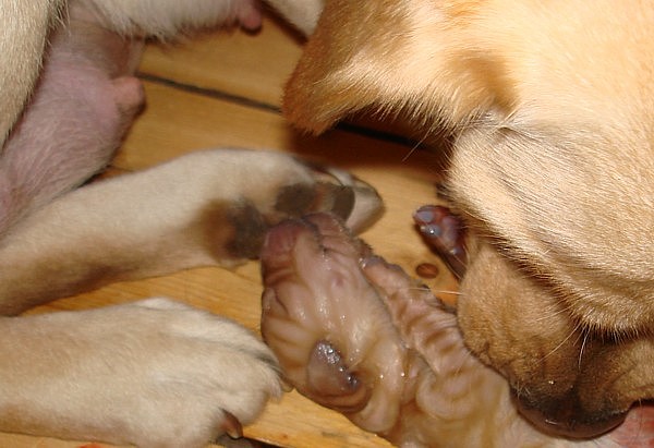 Labrador-Welpen-Geburt: Labrador-Welpe Frodo vom alten Steinhaus unmittelbar nach der Geburt.