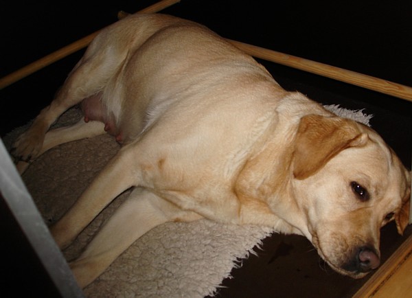 Labrador-Zucht: Merle kurz vor der Welpen-Geburt.