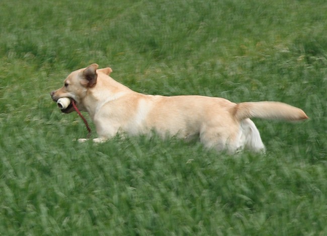 3. Aufgabe Labrador-Wesenstest: Spiel mit einem Gegenstand mit dem Führer (z. B. Ball werfen).fen).