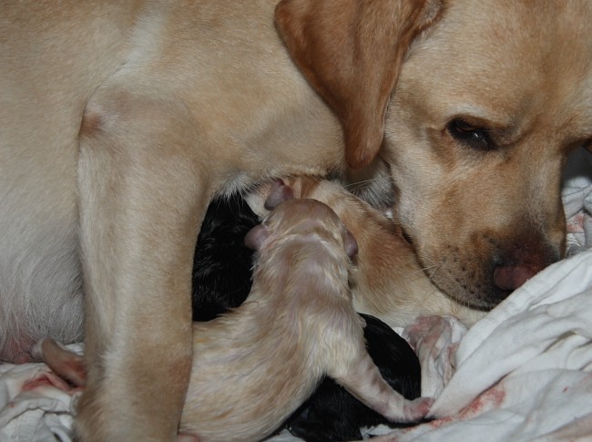 Labrador-Welpen-Geburt: Kleo gibt den Welpen W&auml;rme und Schutz.