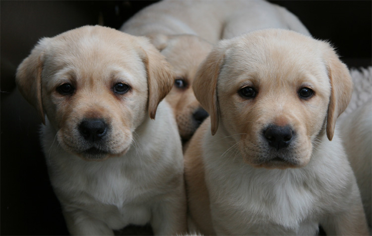Labrador-Welpen aus dem H-Wurf, 7 Wochen alt.