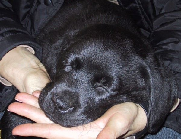 Labrador Zucht vom alten Steinhaus