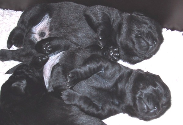 Labrador-Retriever-Welpen: 2 Wochen alt.