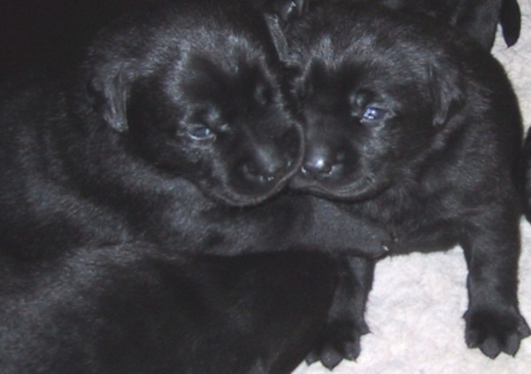 Labrador-Retriever-Welpen: Geöffnete Augen.