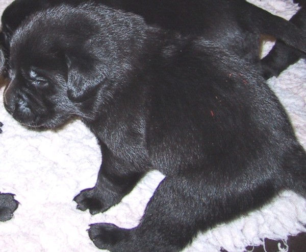Labrador-Retriever-Welpen: Originalgröße?