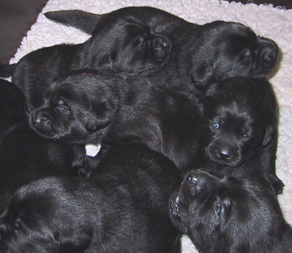 Labrador-Retriever-Welpen: The black Panthers.