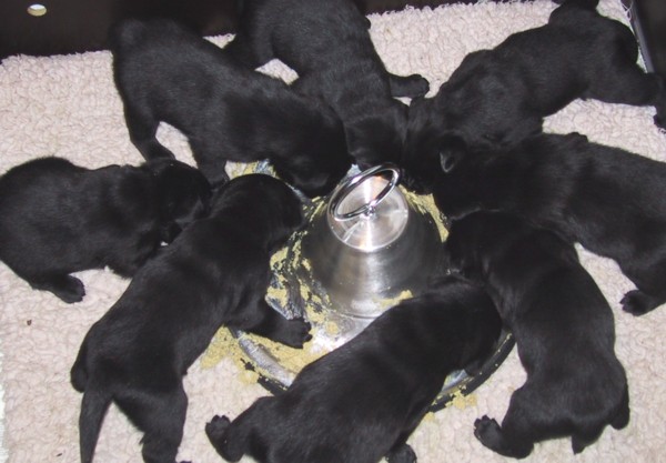 Labrador-Retriever-Welpen: Hunger ohne Ende.
