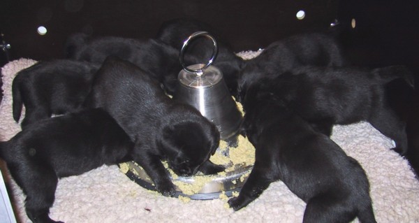 Labrador-Retriever-Welpen: Immer noch Hunger.