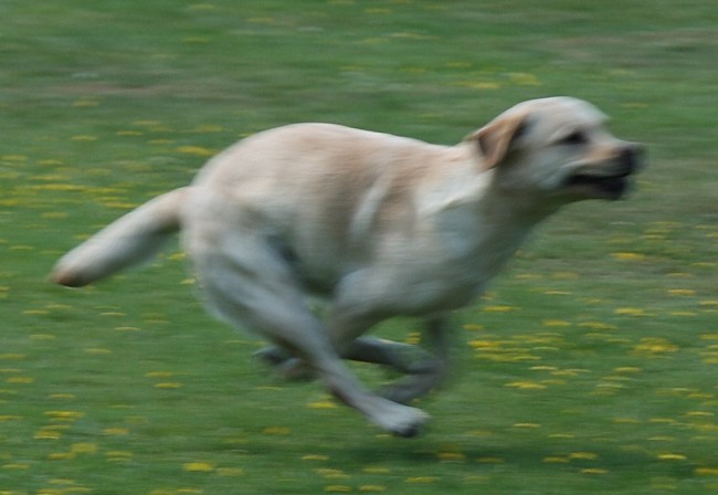 Begleithundeprüfung Labrador: Auf zum Apportieren.