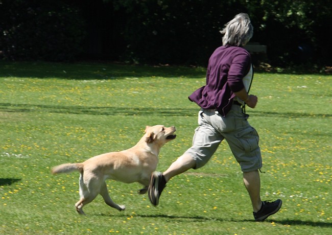 Begleithundeprüfung Labrador: Freifolge.