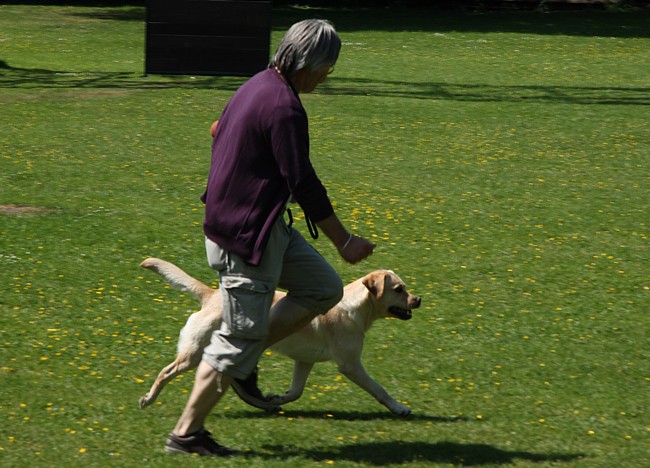 Begleithundeprüfung Labrador: Gelassenheit auf dem Weg zum Schützen.