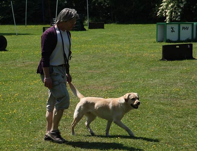 Begleithundeprüfung Labrador: Der erste Schuss ist gerade gefallen.l