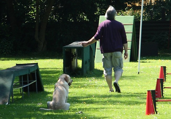 Begleithundeprüfung Labrador: Sitz aus der Bewegung.