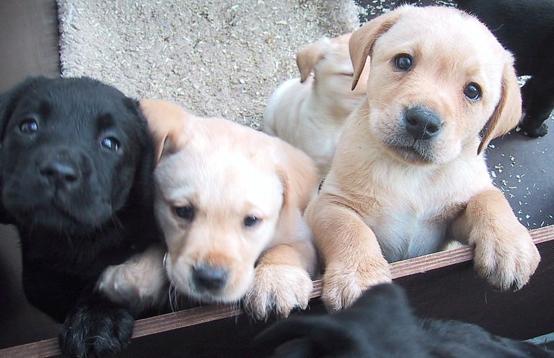 Labrador-Welpen aus Familienzucht