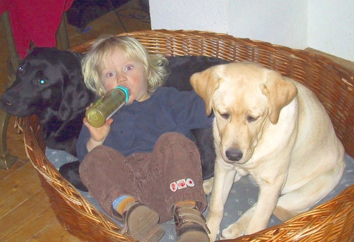 Labrador-Retriever: Der Labrador als Familienhund.