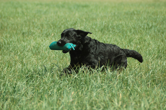 Dummytraining mit dem Labrador-Retriever: Land-Apport.